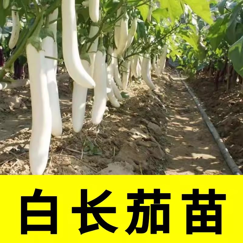 粗长白茄子秧苗高产长茄观赏春夏季秋四季阳台盆栽蔬菜苗幼苗秧孑