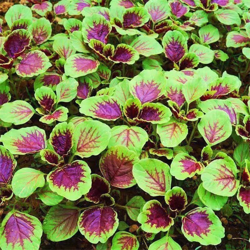 大圆叶红苋菜种子春夏秋耐热绿白柳叶苋菜籽四季阳台盆栽蔬菜种子,鲜花速递/花卉仿真/绿植园艺,家庭园艺种子,淘宝优惠券,粉丝福利购,淘宝优惠卷