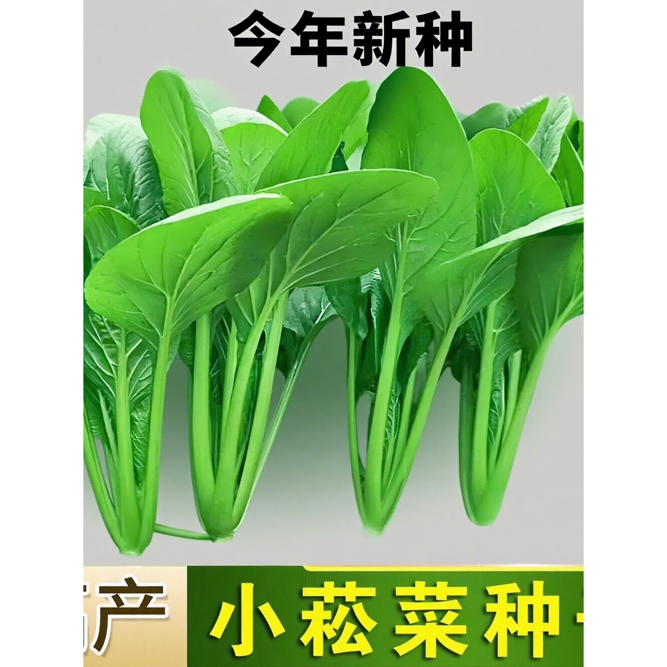正宗小菘菜种子小松菜籽耐热速生耐寒青梗菜阳台青松菜小青菜图片