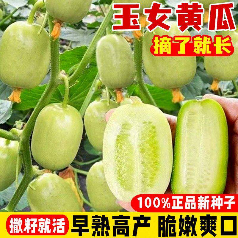 玉女水果黄瓜种子迷你小黄瓜籽生吃脆甜黄瓜春秋种植阳台盆栽种子