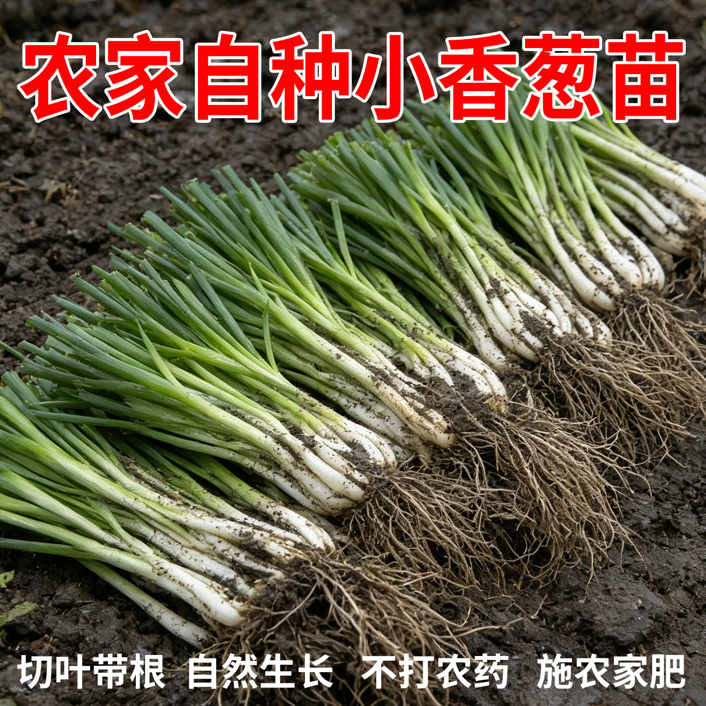 四季小香葱苗葱根苗分葱苗耐热抗寒老品种农家自种阳台农田分葱苗 - 实物图