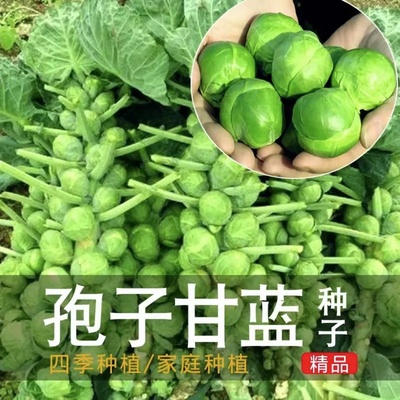 孢子甘蓝早熟迷你阳台盆栽