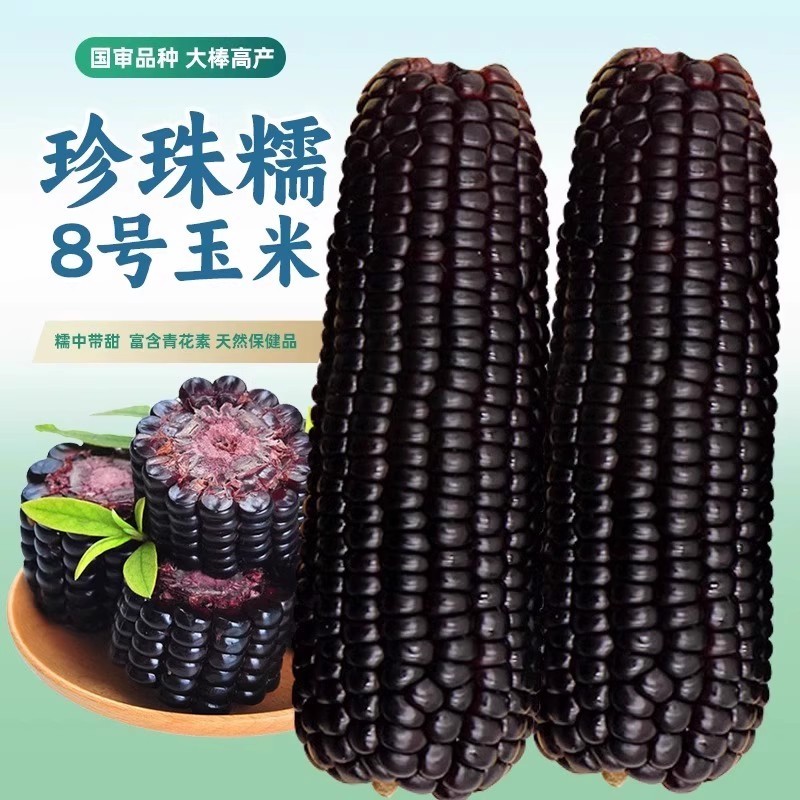 国审黑甜糯珍珠8号春秋种植玉米