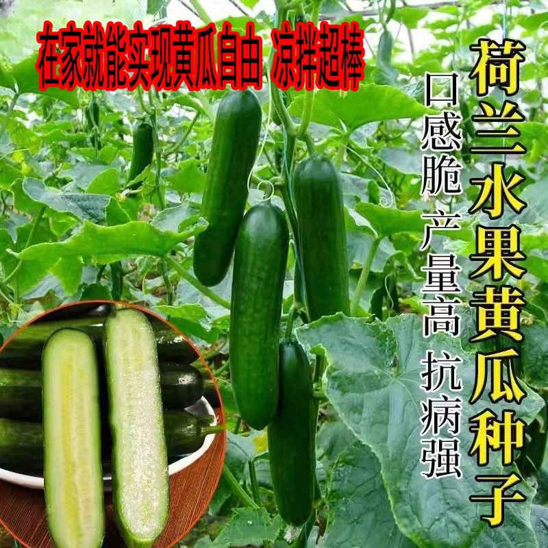 荷兰无刺水果黄瓜种子新品种四季阳台盆栽小青旱黄瓜种籽蔬菜种孑