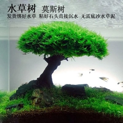 极速鱼缸布景真水草懒p人沉木鱼缸造景迎客松造型单头莫斯树成品