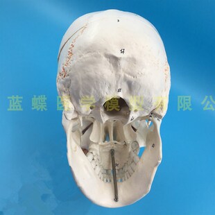 极速一比一医学仿真骷髅人体头骨模型 骨缝线P头颅骨解剖标本 数