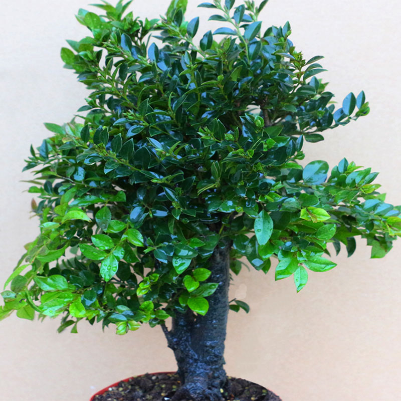 极速小叶紫檀盆景室内阳台黑骨香盆栽老桩四N季常青植物净化空气