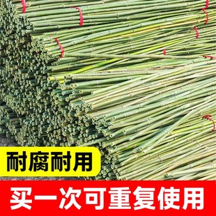 极速黄瓜爬藤架搭架杆蔬菜丝x瓜种黄瓜架子搭黄瓜架竹竿菜园番茄