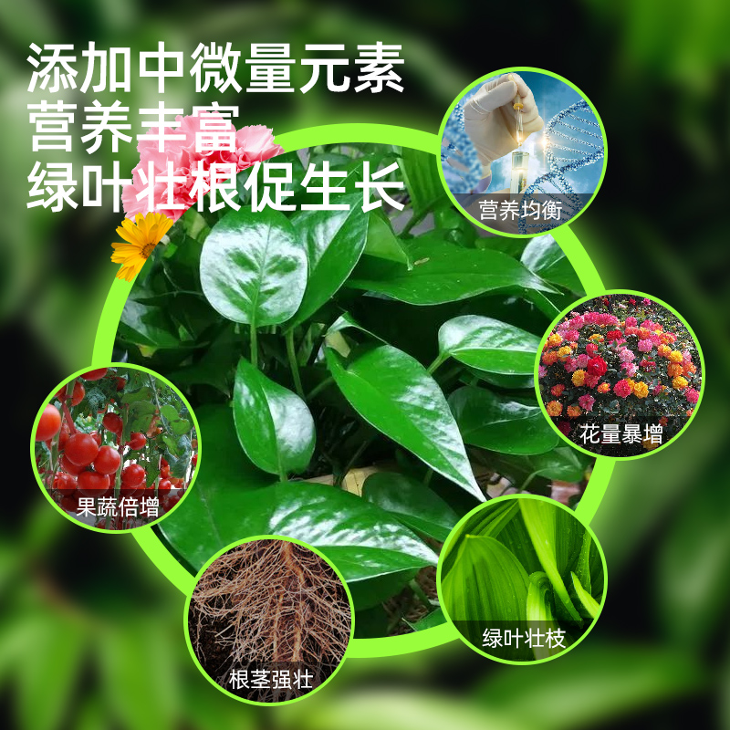 极速营养液植物通用型花肥发财树富贵竹绿萝水培盆栽X家用花卉养