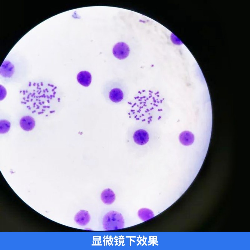 极速比克曼苏木素精染色液500mzl伊红染液HE巴氏病理醇溶性标本染