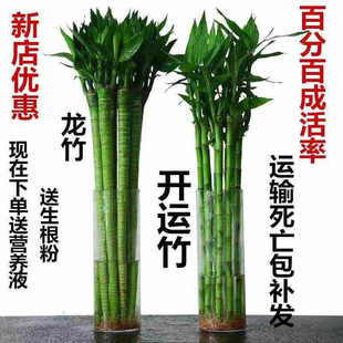 极速龙竹特粗富贵竹植物水养四季招财带根家用有根U的水竹水中绿