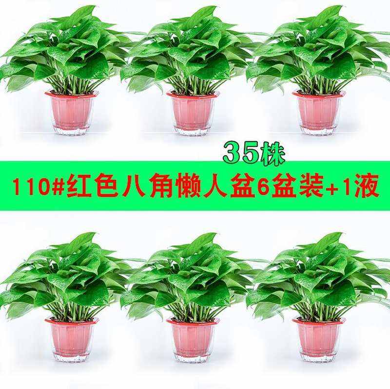 极速适合办公室放的盆栽放家w里绿色植物桌子上客厅花卉园艺装修