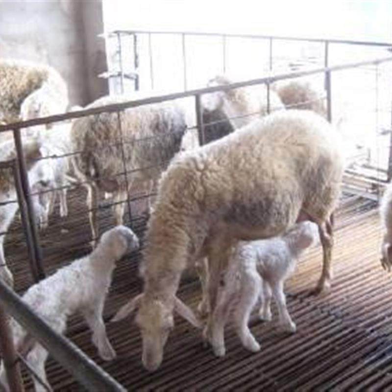 极速羊床漏粪板羊圈羊舍养殖厂脚垫竹G制品接粪板养羊畜牧用品保