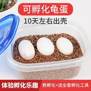 速发宠尚化精孵天乌龟蛋中华草龟蛋花龟蛋小乌龟受可蛋物