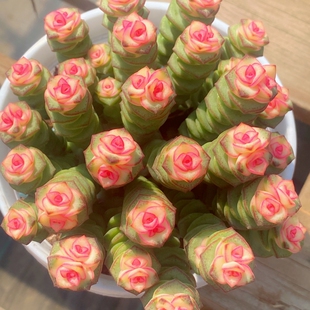 速发彩色钱串种肉植物室内新手好养肉肉有串子稀钱品多盆栽花卉