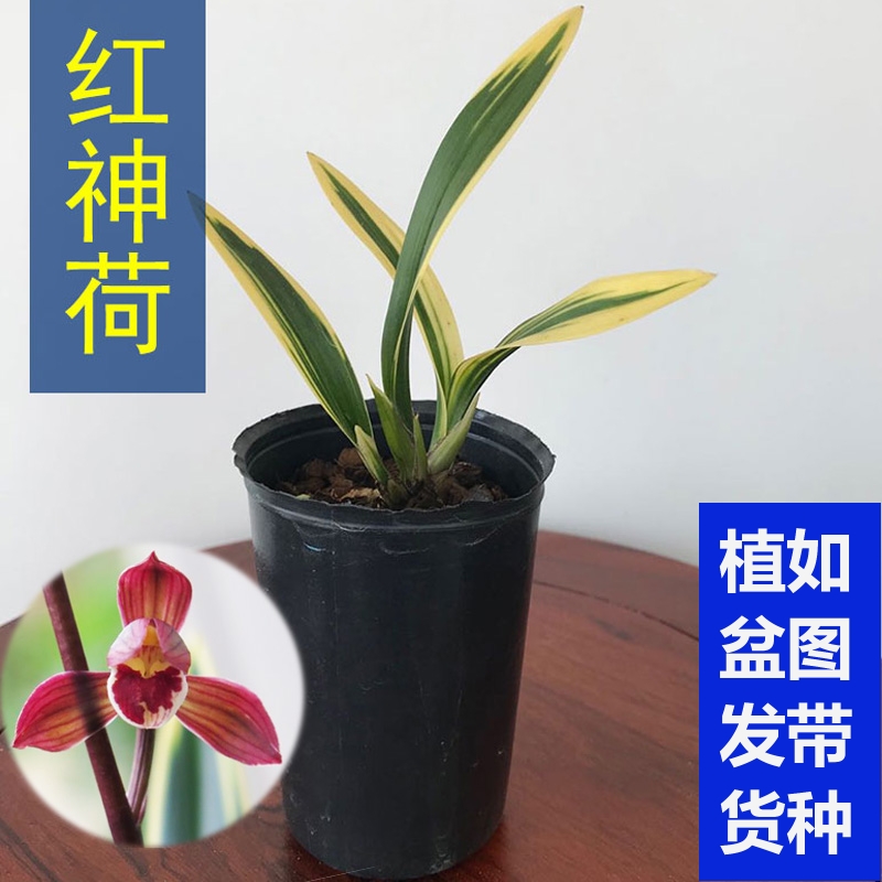 速发兰花 红神盆 兰花苗 墨瓣线艺荷边 荷栽室内花卉绿植发货