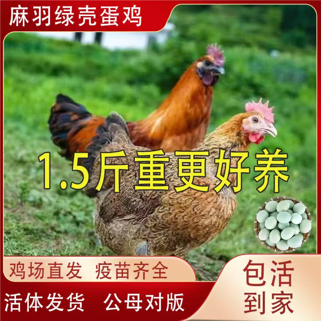 1.5斤麻羽绿壳蛋土鸡产蛋王包活