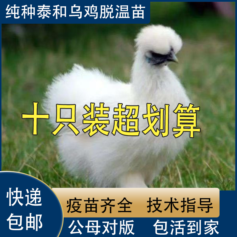 纯种半斤泰和白凤乌鸡活苗乌骨鸡活体乌鸡脱温鸡月子鸡竹丝鸡包活