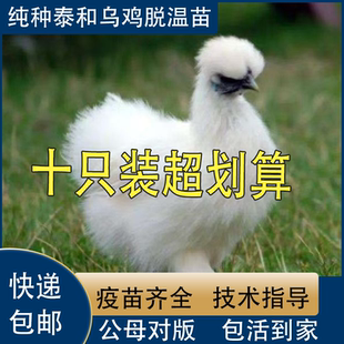 纯种半斤泰和白凤乌鸡活苗乌骨鸡活体乌鸡脱温鸡月子鸡竹丝鸡包活