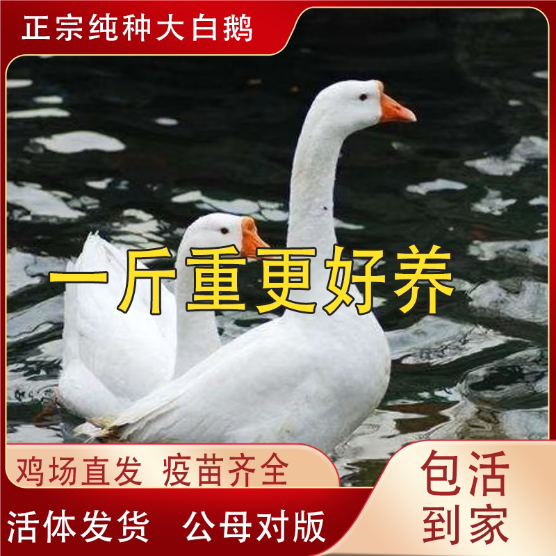 纯种1.5大白鹅活苗四季鹅产蛋王一斤小鹅活苗皖西大白鹅三花鹅苗