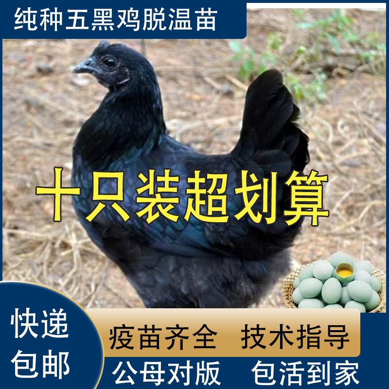 正宗半大五黑鸡活苗绿壳蛋鸡五黑一绿鸡活体下蛋鸡脱温鸡幼苗包活