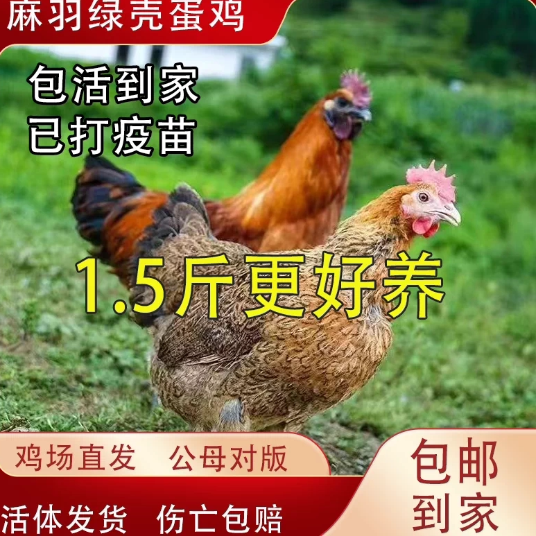 纯种1.5斤麻羽鸡活苗脱温绿壳动物种苗