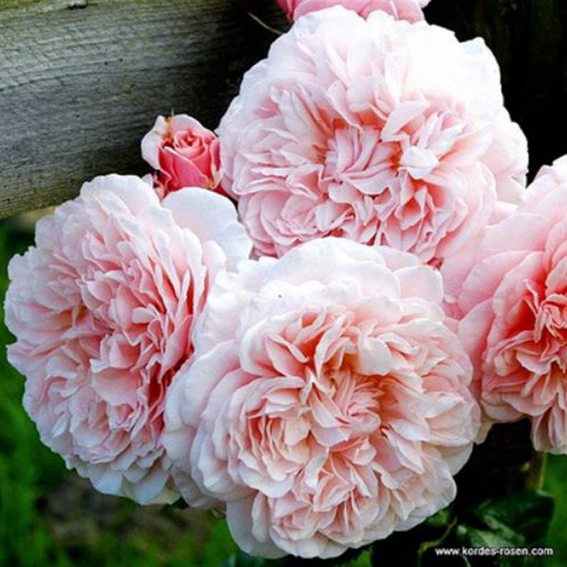 托比厄玫瑰  藤本地栽大苗欧月浓香多季花庭院花园月季玫瑰花苗,鲜花速递/花卉仿真/绿植园艺,月季/蔷薇/玫瑰,淘宝优惠券,粉丝福利购,淘宝优惠卷