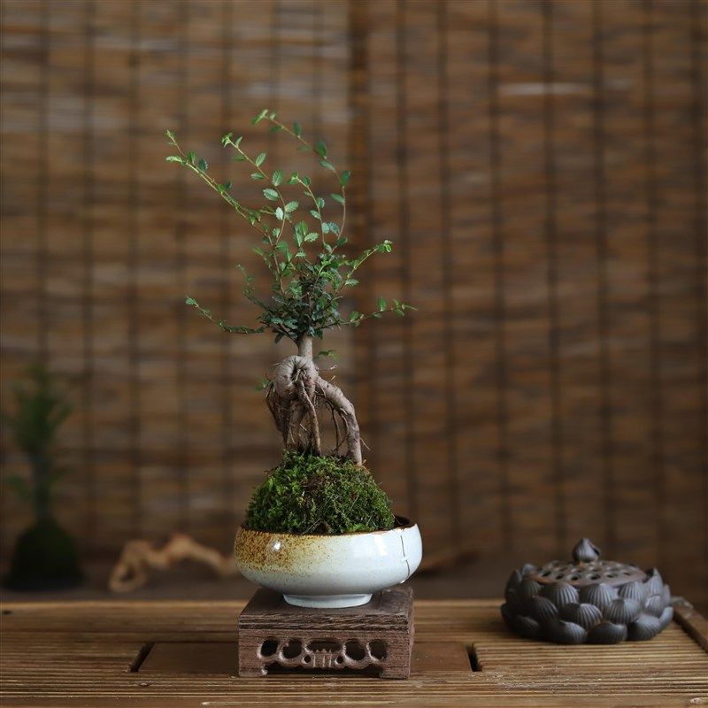 悬崖榆树苔玉苔藓球室内盆景中式禅意造型客厅办公茶桌绿植盆栽,工业油品/胶粘/化学/实验室用品,实验室漏斗,淘宝优惠券,粉丝福利购,淘宝优惠卷