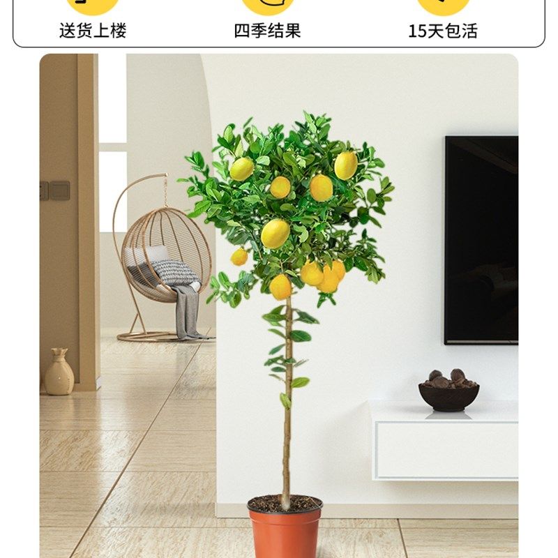 香水柠檬树盆栽带果可食用绿植大型室内客厅阳台四季开花植物苗树,工业油品/胶粘/化学/实验室用品,实验室漏斗,淘宝优惠券,粉丝福利购,淘宝优惠卷