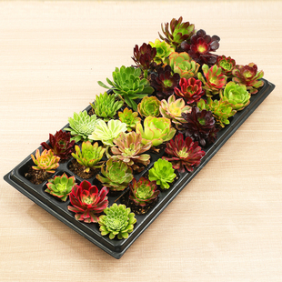 法师多肉植物小苗组合套餐盆栽肉肉绿植花卉粉女巫美杜莎万圣节锦