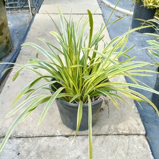 金边麦冬草盆栽庭院花箱花镜植物地栽多年生耐寒耐热四季养护简单