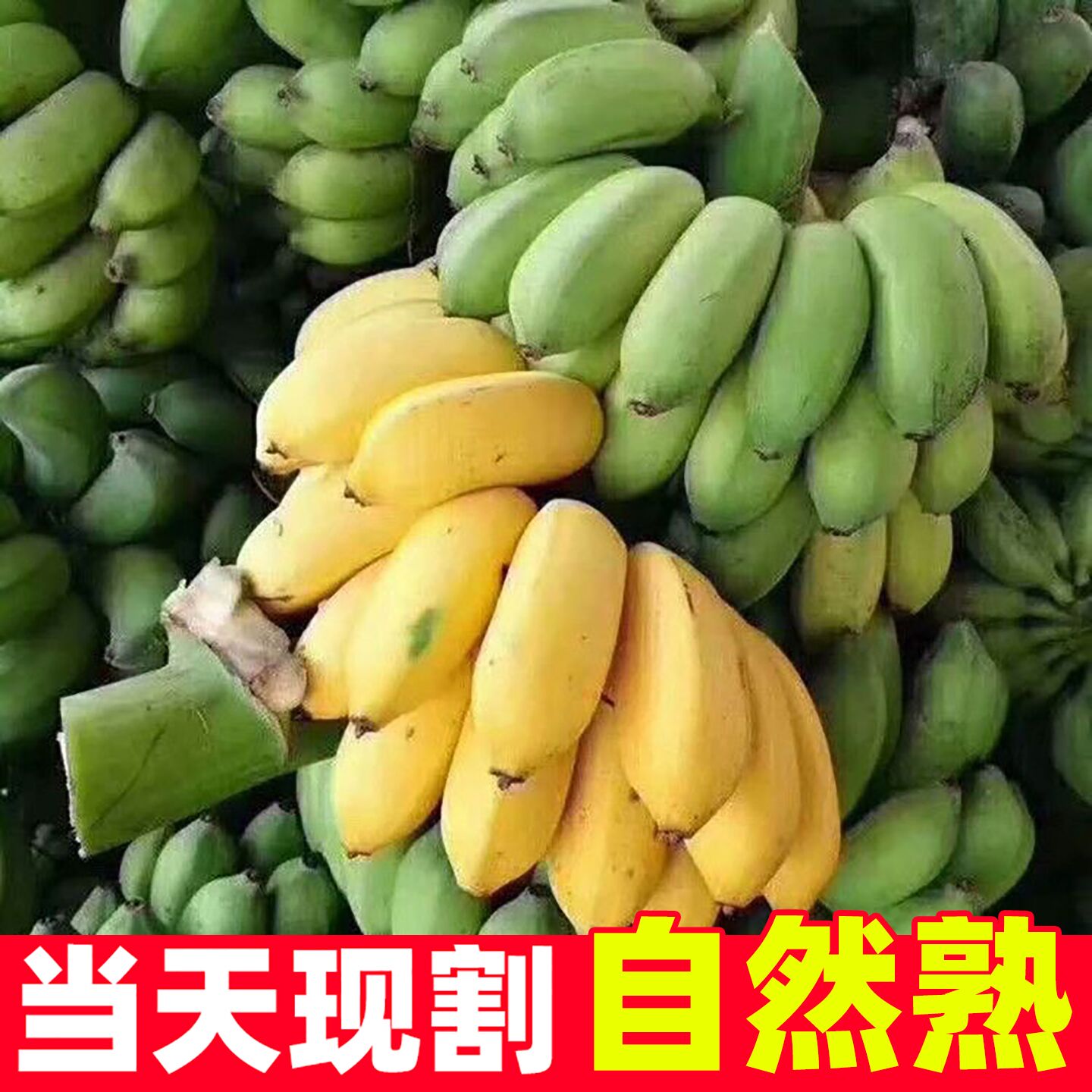 正宗广西小米蕉香蕉10斤新鲜水果整箱当季鲜苹果蕉自然熟粉蕉包邮