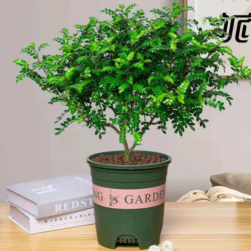 速发胡香卉椒木室内桌面盆栽驱蚊草植物卧室四季常青花清绿植盆景