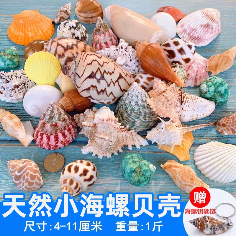 速发贝壳海螺鱼缸造景装饰小摆件水族箱布景套装龟缸底砂装饰品