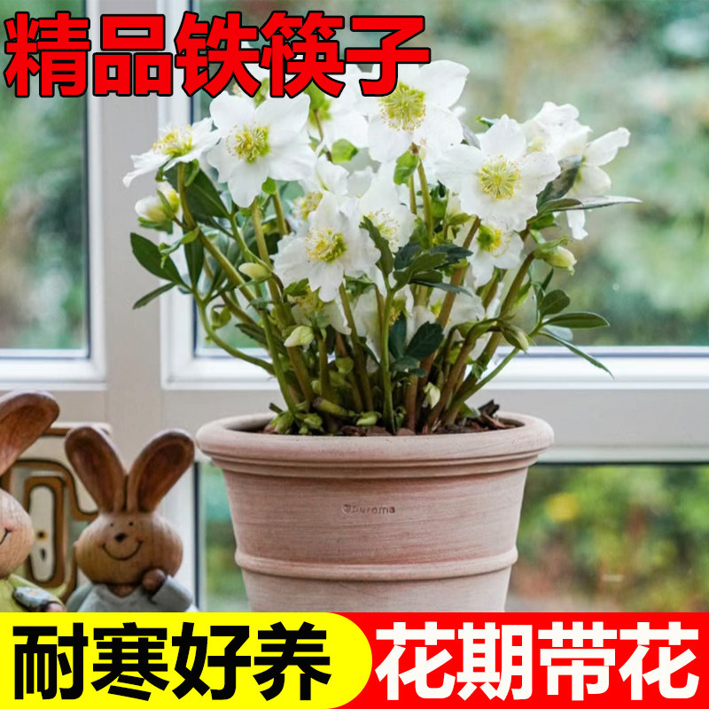 速发铁筷子花苗盆栽台客植室内花卉绿花冬季开厅耐寒抗冻植物好养