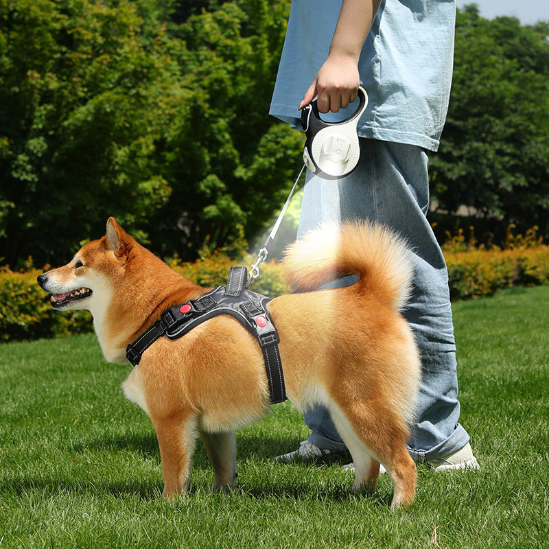 速发带灯自动伸缩中狗绳遛小型犬泰迪柯基外犬柴出防止挣脱