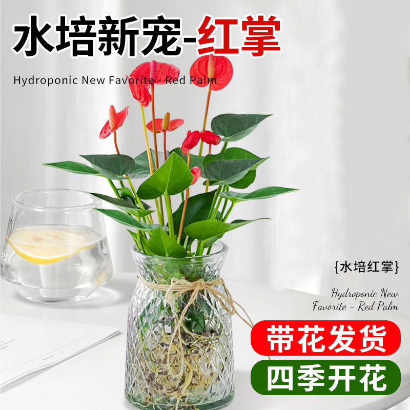 速发水培红掌白掌盆开风顺花卉当物室内好养绿植鸿运植头四季栽花