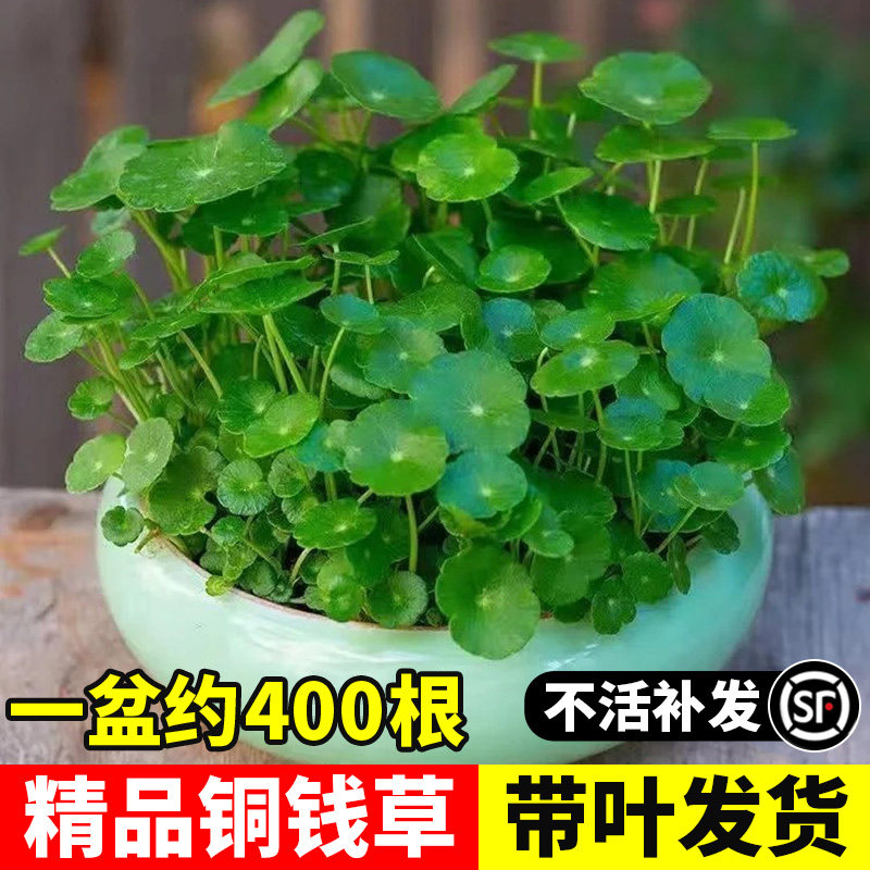 速发铜钱草水培植物水四花卉客厅室绿小内植盆栽金钱草籽养季好养