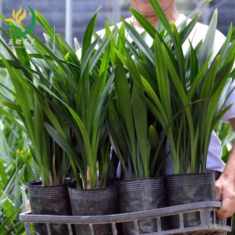 速发浓香兰花苗除甲醛墨兰企黑四季常青好养室内盆花香屋飘满绿植