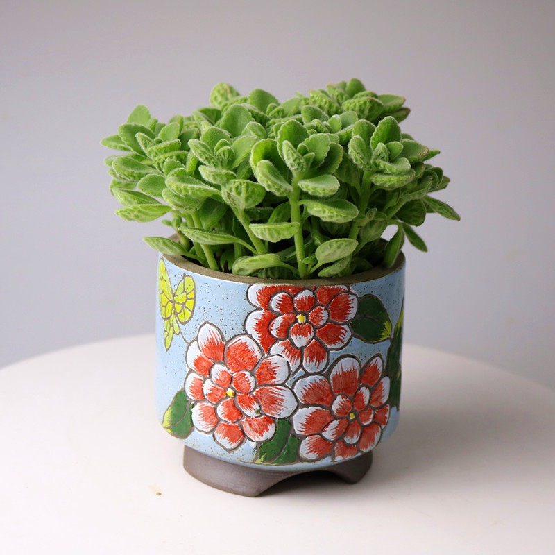 现货速发碰碰香盆栽一抹香猪发财香草多肉植物驱蚊驱虫净化空气绿