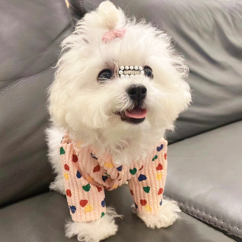 速发型服春夏薄款雪熊瑞泰迪比纳小衣犬两脚爱心坑条印花卫衣