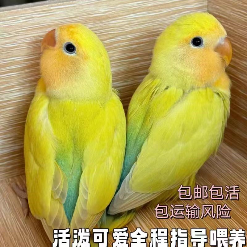 速发鹦鹉活鸟养丹鹦鹉幼鸟崽桃绿桃半毛黄虎皮鸡尾玄凤手牡亲人