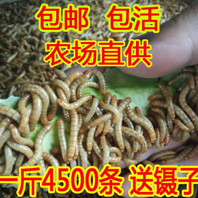 速发耐用面包虫活虫鲜活蝗虫鱼儿专用吃的虫子活食物软饵麦垂子麸
