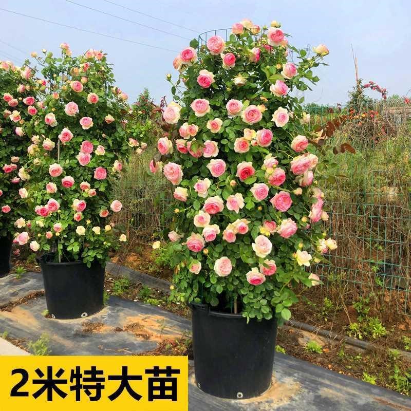 速发藤本月季花苗母系特大花别墅庭院植物爬藤月季粉色龙沙宝石盆