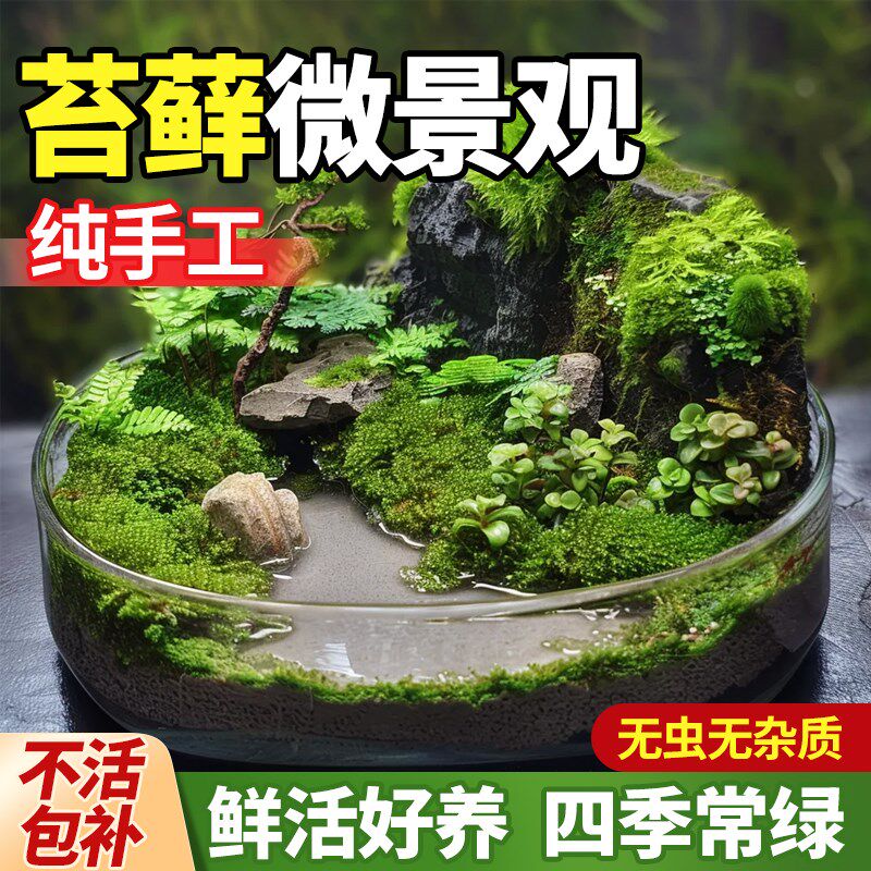 青苔藓鲜活微景观绿植盆景桌面造景植物盆栽摆件W永生铺面摆件