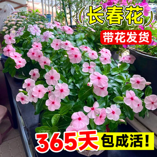 速发长春花盆栽带花苞大苗五苗五叶梅花瓣台四季 天天开花卉植物室