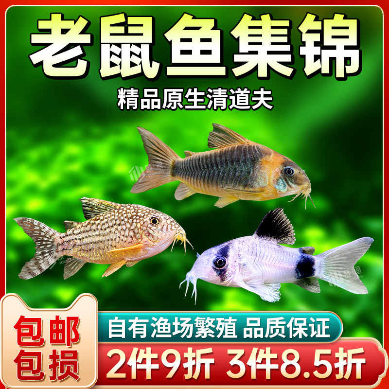 速发清道夫底栖垃圾鱼白老鼠热赏鼠珍珠鼠鱼工具鱼观椒花带鱼