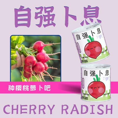 速发幸运草罐装种植小盆栽 桌面罐头植物小学生向日葵小花农礼物