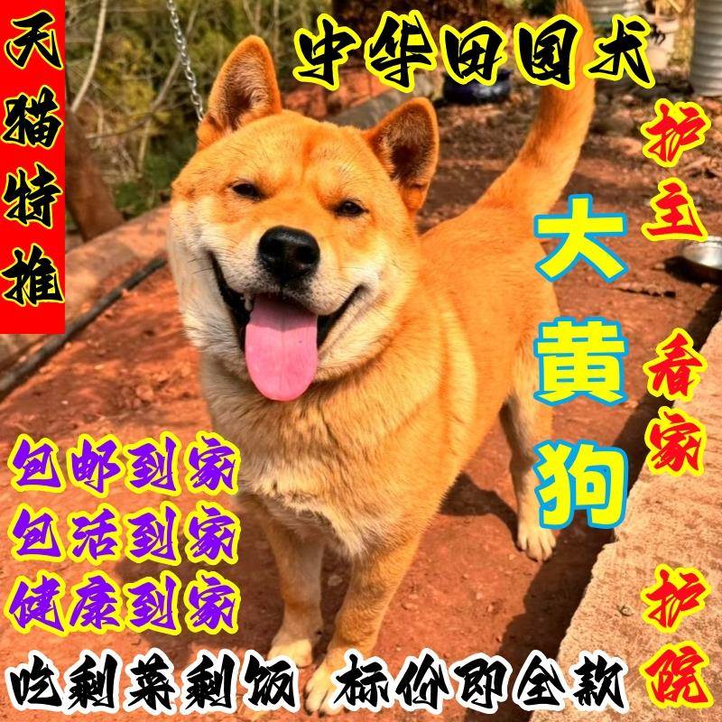 广西田园犬纯土狗看家护院家土猎狗大黄狗白面狗幼崽土狗狗活体
