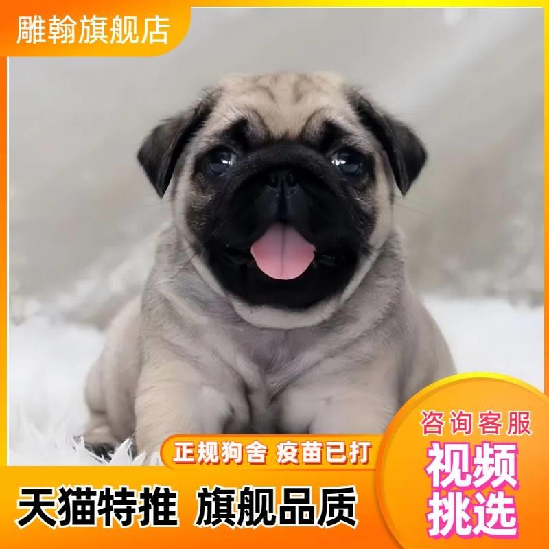 纯种巴哥犬幼犬八哥幼崽活体巴哥幼犬小型哈巴狗狗巴哥狗家养宠物